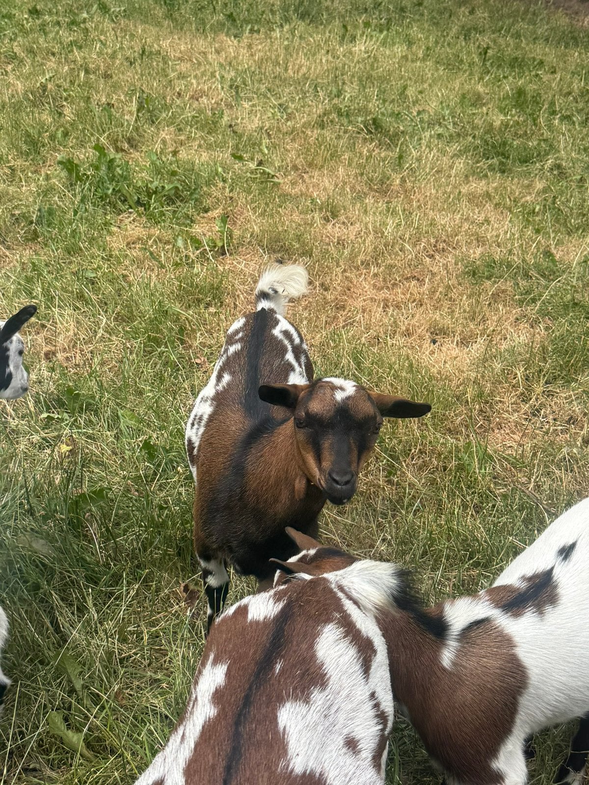 Bok te koop, Meerdere dieren, Geit, 0 tot 2 jaar
