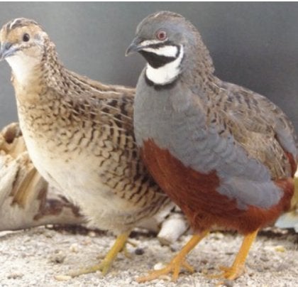Chinese dwergkwartels, Meerdere dieren, Overige soorten