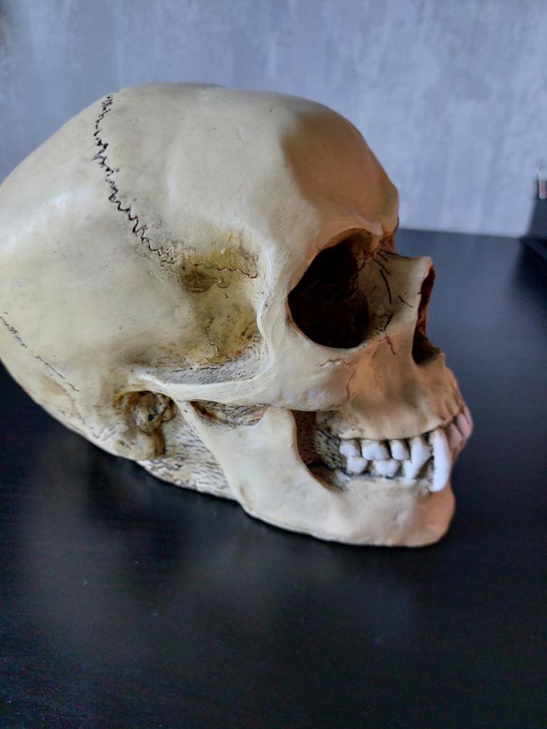 Markus mayer. Vampire skull, Ophalen of Verzenden, Zo goed als nieuw, Fantasy