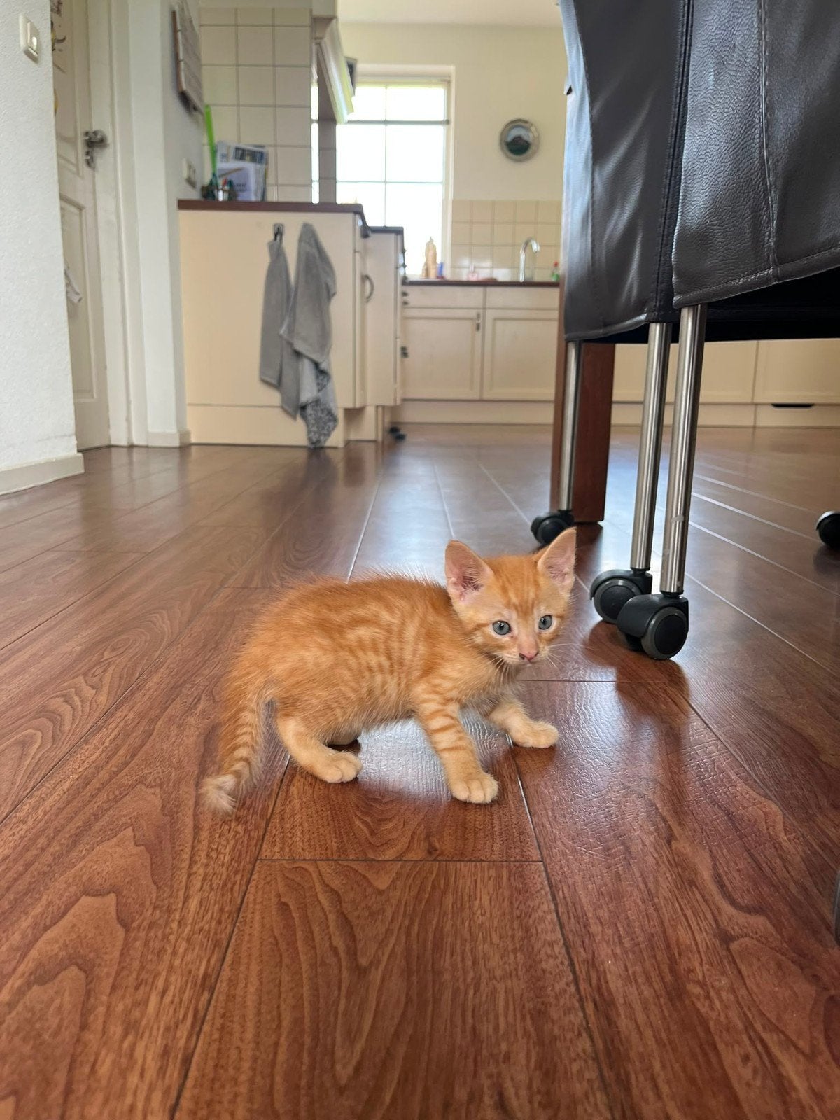 2 rode kittens, Dieren en Toebehoren, Katten en Kittens | Overige Katten, Kater