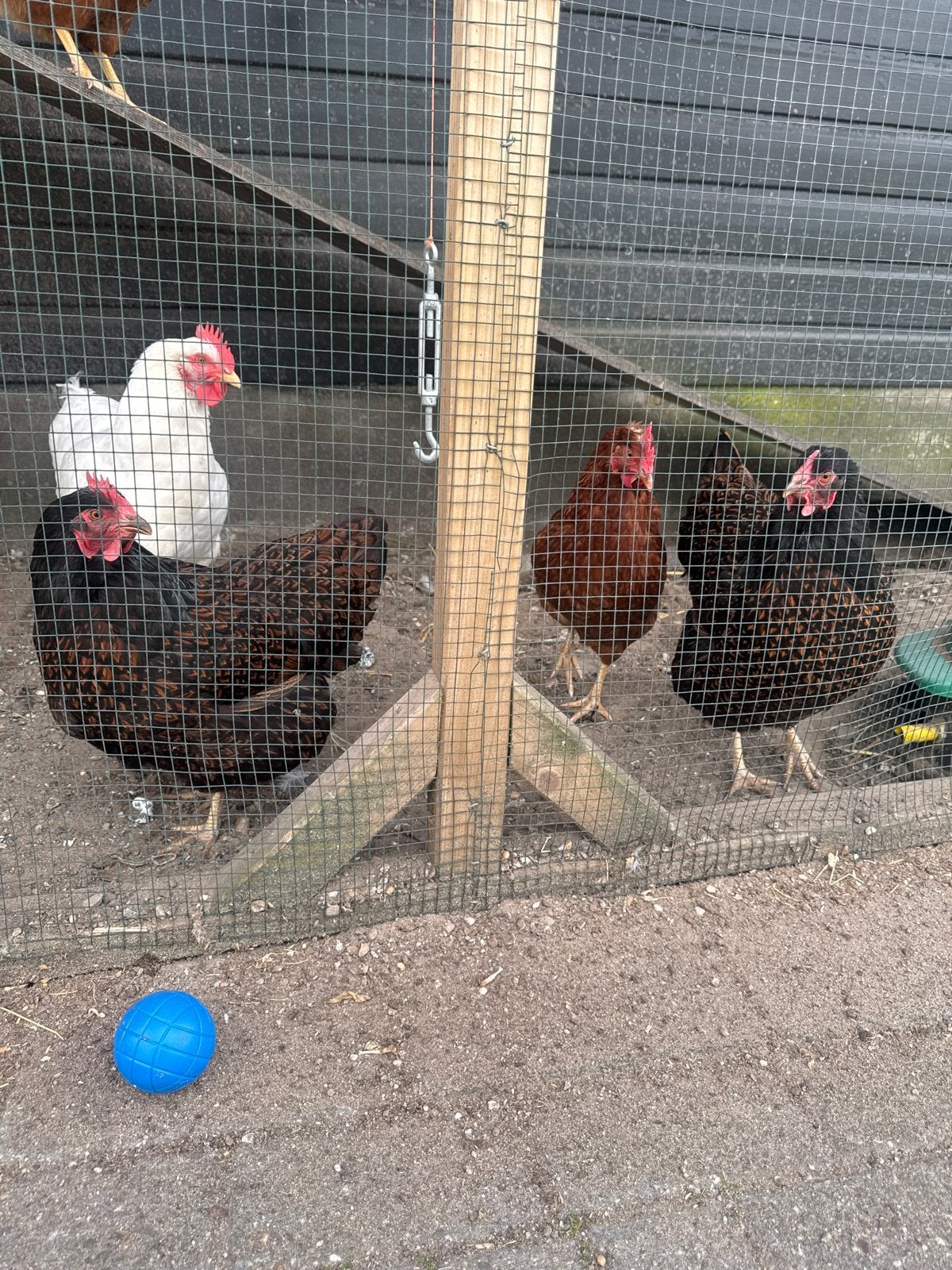 Barnevelder kippen, dubbelgezoomd en wit, Vrouwelijk, Kip