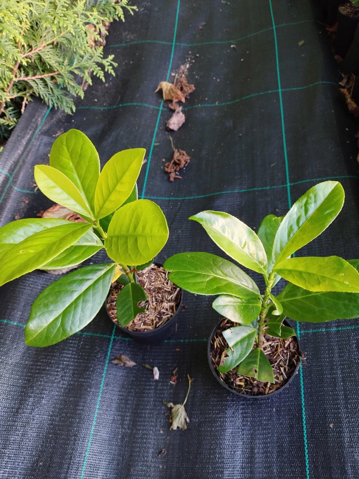 haag laurier Prunus laurocerasus novita. sterke soort P9, Tuin en Terras, Overige soorten, Vaste plant, Ophalen of Verzenden, Halfschaduw