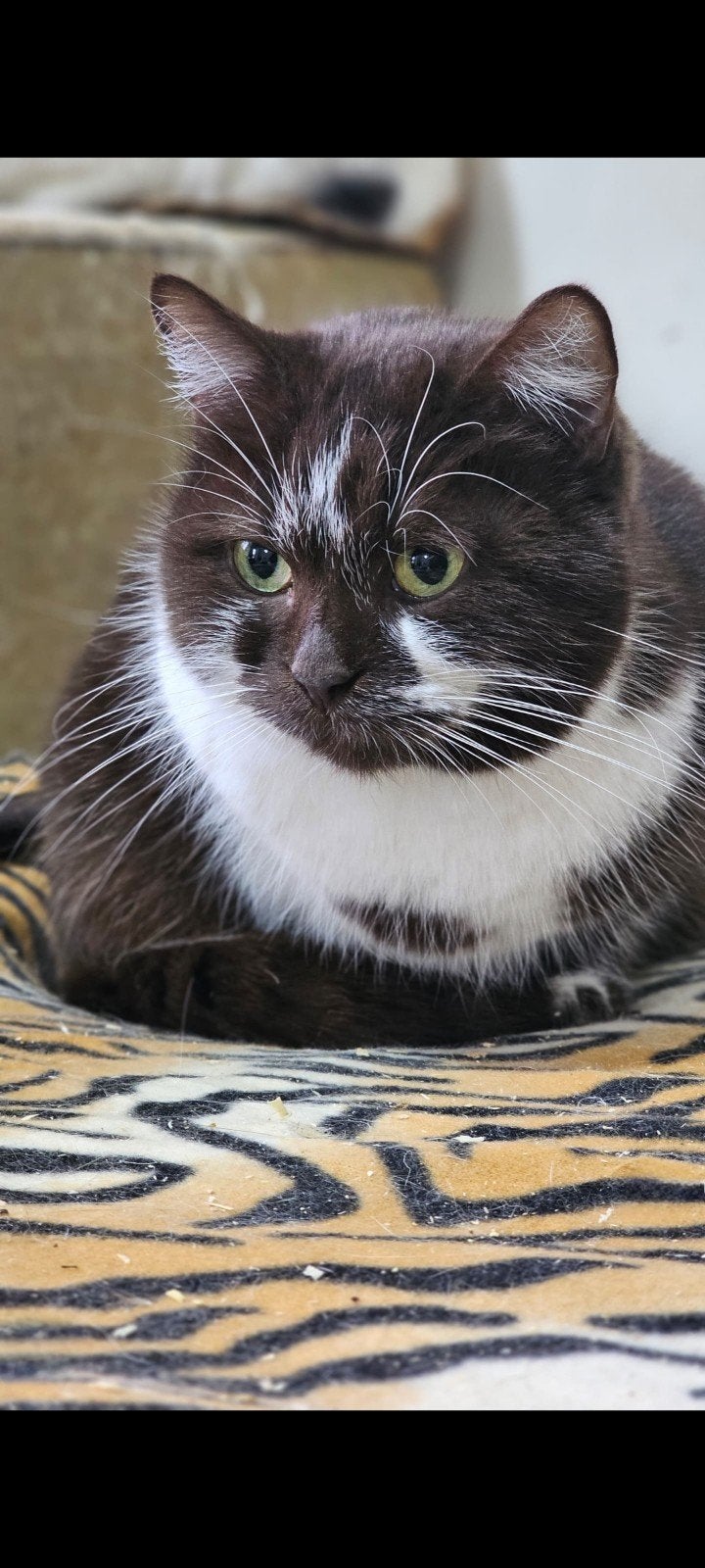 prachtige bebe, Poes