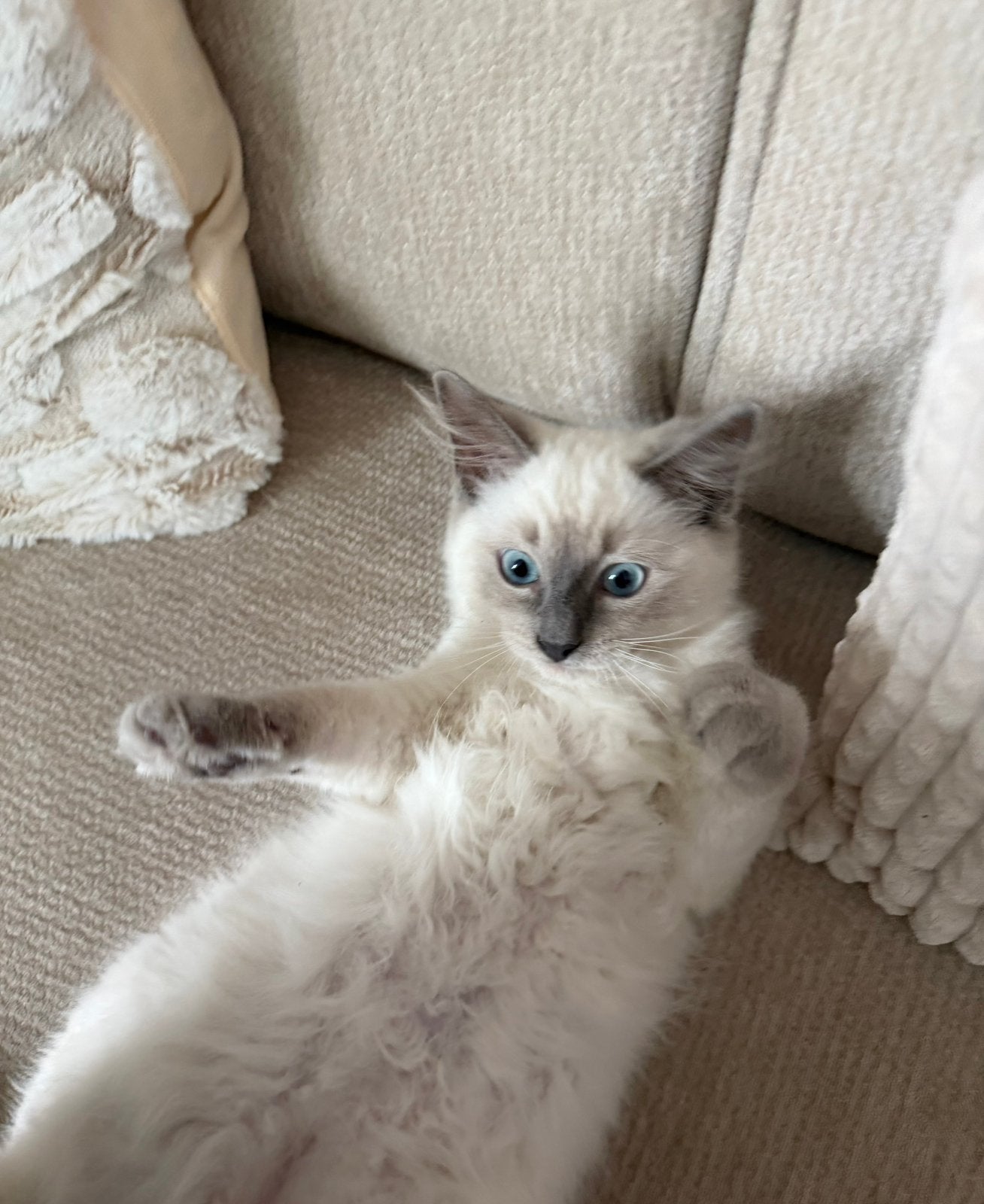 Ragdoll blue point kitten, Dieren en Toebehoren, Katten en Kittens | Dekkaters, 0 tot 2 jaar