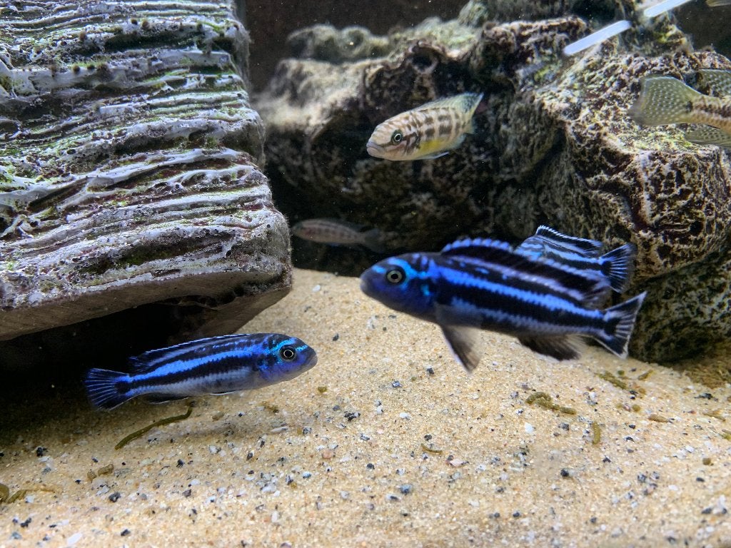 melanochromis maingano, malawi cichlide, Vis