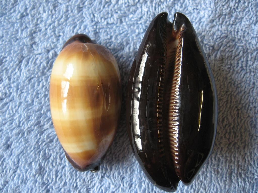 Schelpen: Cypraea talpa L. f++/gem 55-79mm, Ophalen of Verzenden, Schelp(en)