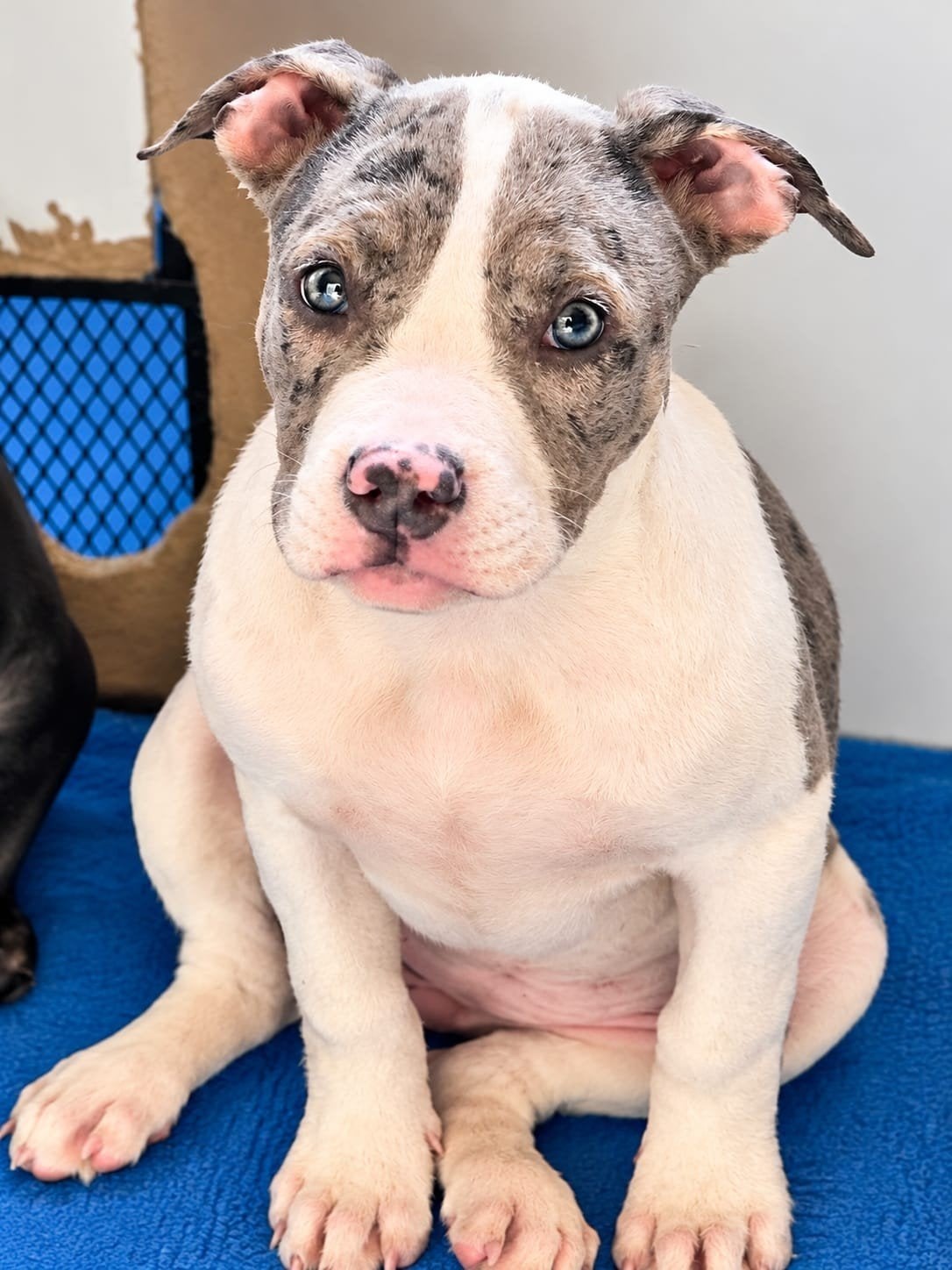 American Bully Pups DBKC, Dieren en Toebehoren, 8 tot 15 weken, Meerdere, Meerdere dieren, Nederland