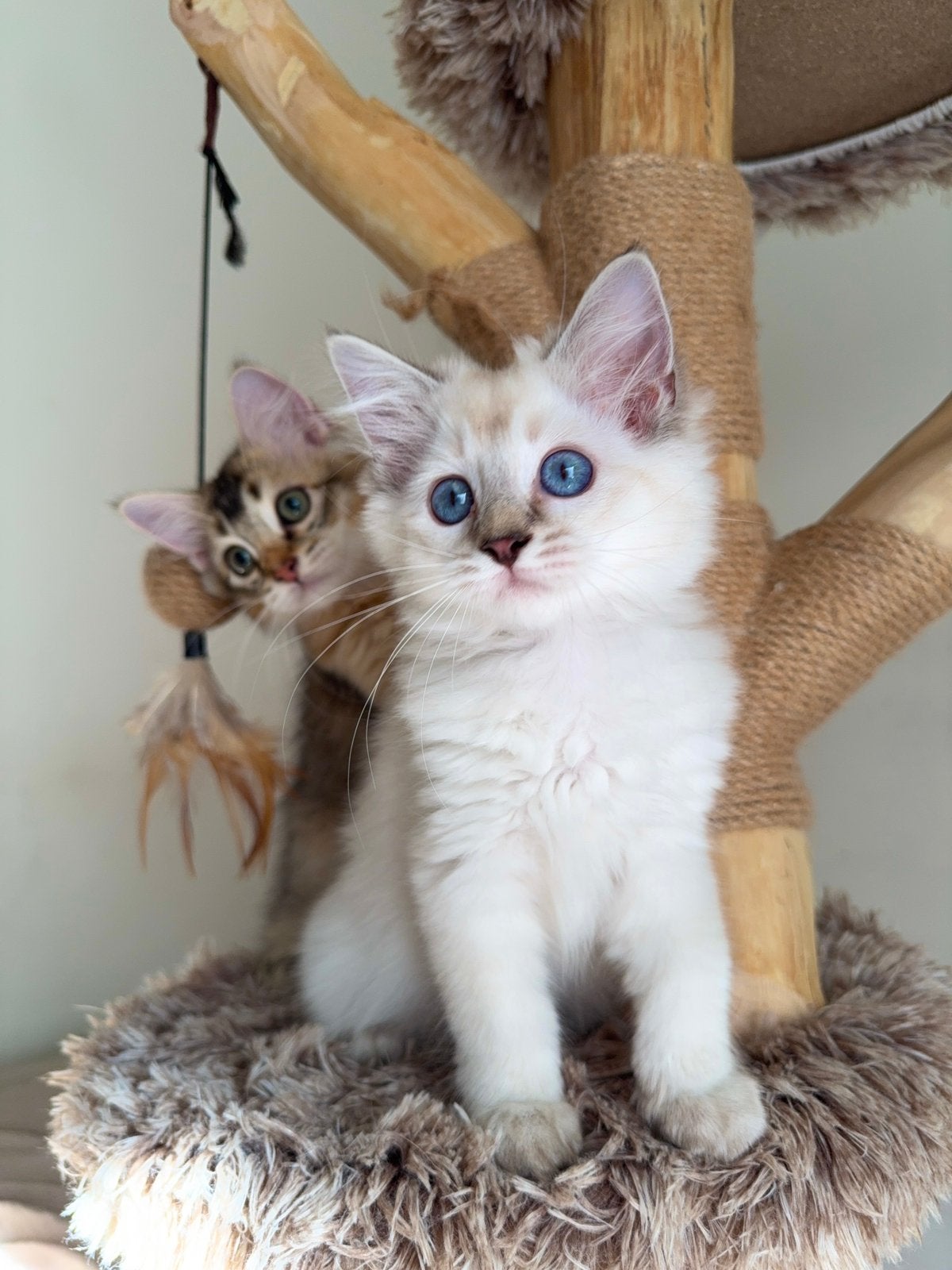 Hele aanhankelijke Ragdoll x Britse Langhaar kittens, Meerdere dieren, Ontwormd, 0 tot 2 jaar