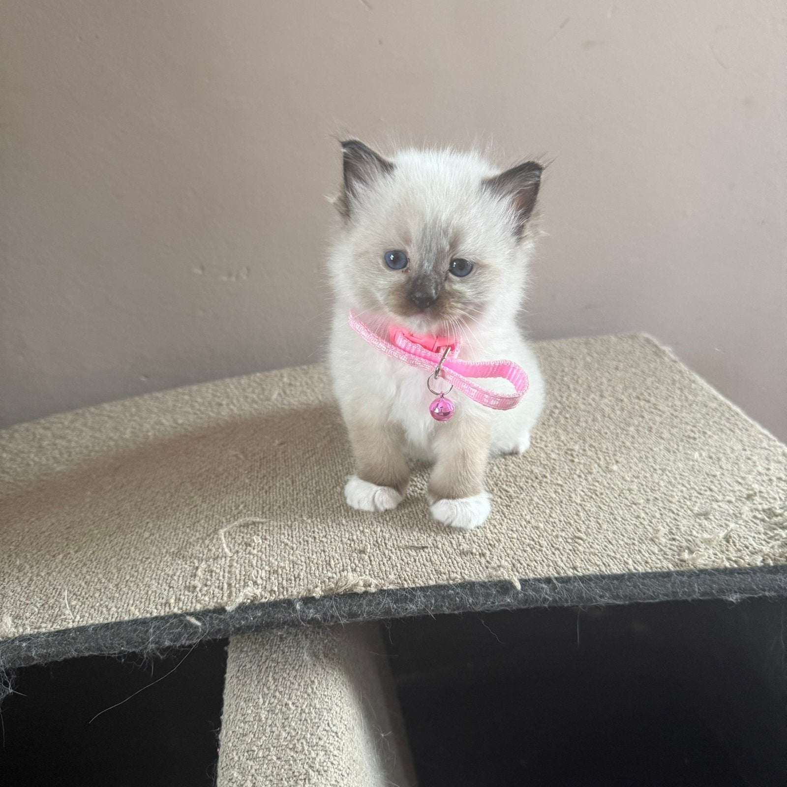 Ragdoll kittens, Dieren en Toebehoren, Meerdere dieren, Met stamboom