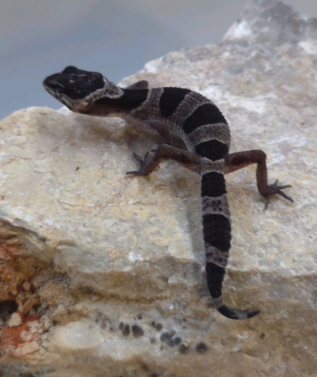 Luipaardgekko Leopard Gecko photo 3