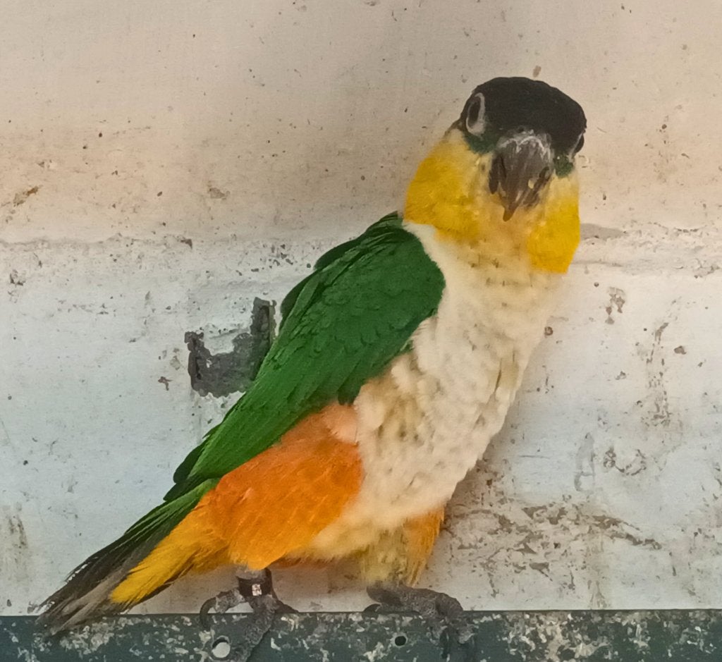 Zwartkop caique man, Dieren en Toebehoren, Vogels | Parkieten en Papegaaien, Mannelijk, Papegaai, Geringd