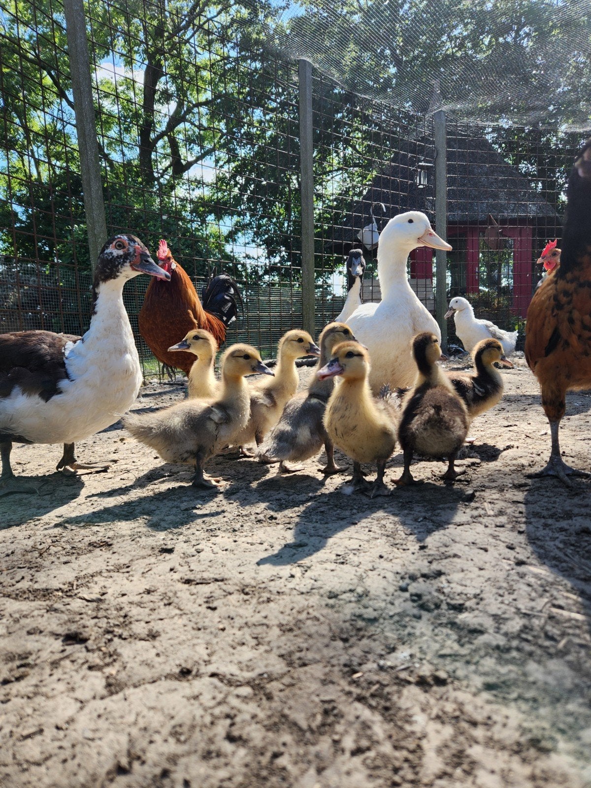 Muskuseend kuikens, Dieren en Toebehoren, Vogels | Overige Vogels, Geslacht onbekend