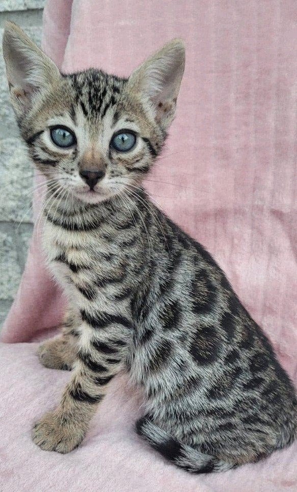 bengaalse kittens, Meerdere dieren, Kortharig, 0 tot 2 jaar