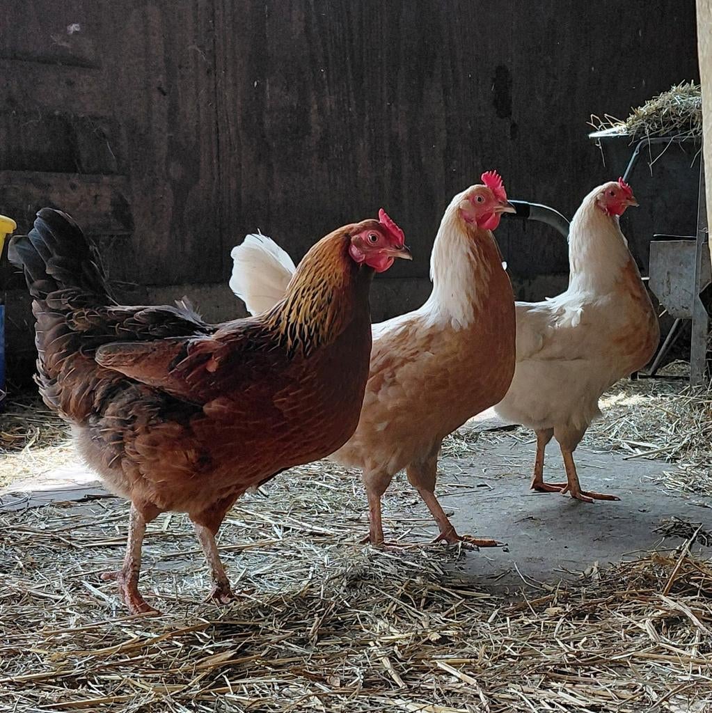 Broedeieren kruisingen zie omschrijving, Dieren en Toebehoren, Pluimvee, Meerdere dieren, Kip