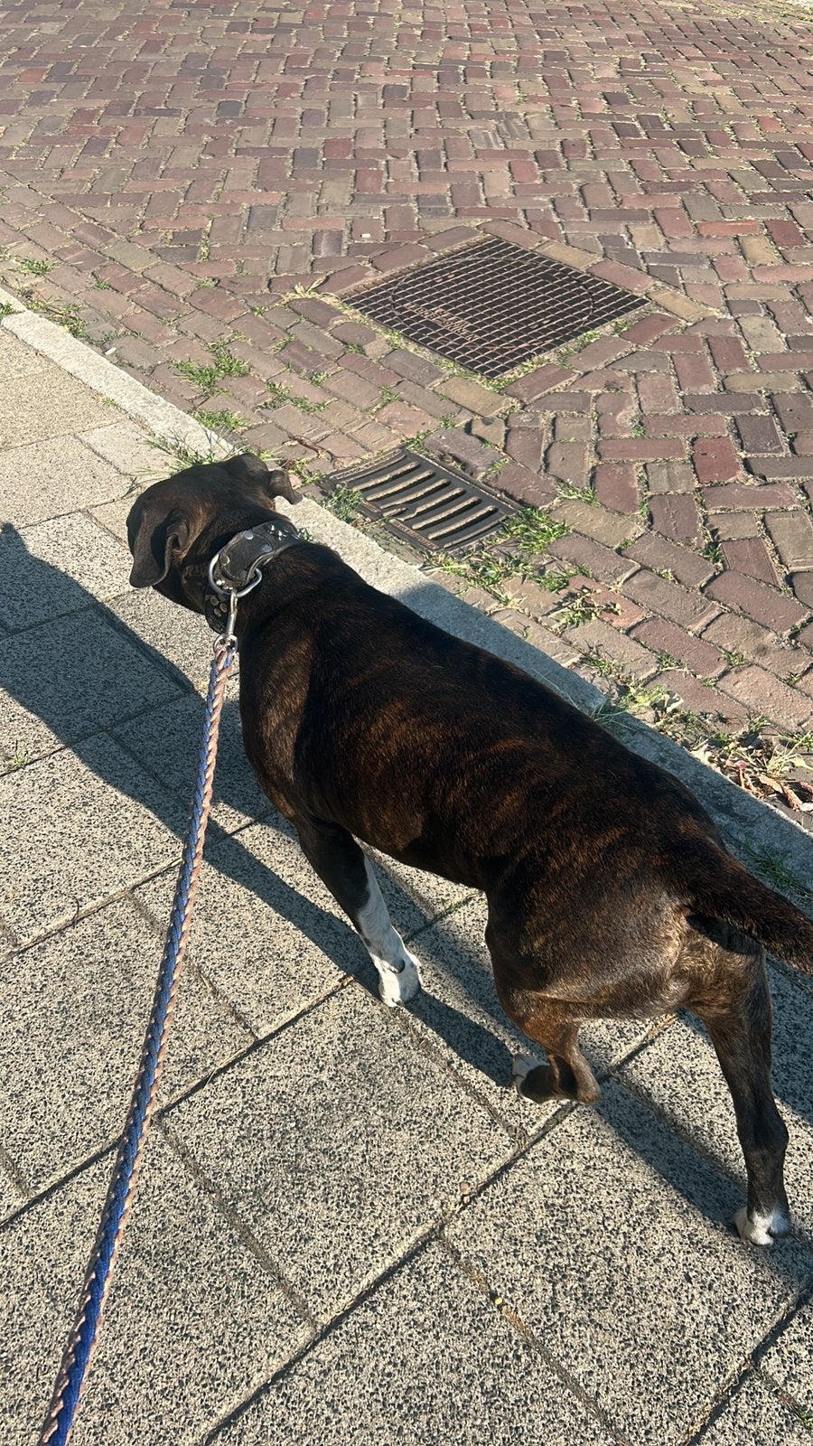 Amerikaanse stafford reu, Dieren en Toebehoren, 6 jaar of ouder, Parvo, Reu, Eén hond