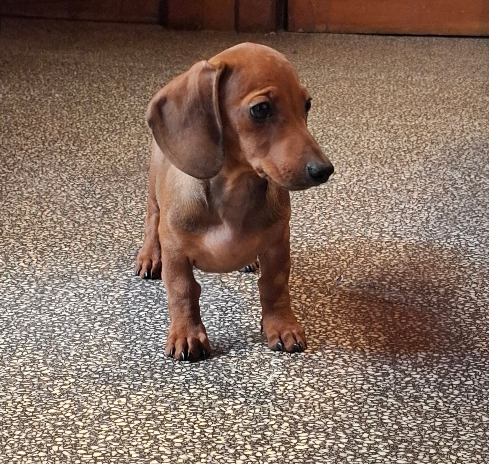 lieve knappe kortharige teckel pup puppy reutje laatste, Dieren en Toebehoren, Reu, 8 tot 15 weken, Korthaar, Dwerg