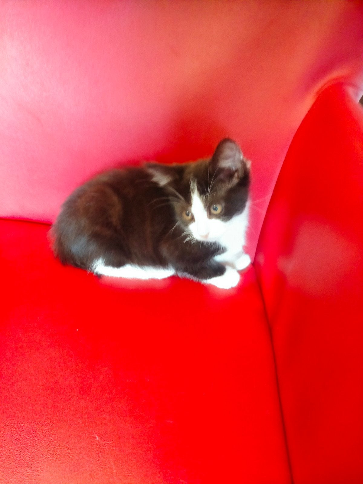 Laatste kitten van het nestje mooi Kruising Maincoon,, Dieren en Toebehoren, Katten en Kittens | Raskatten | Langhaar, Poes, Ontwormd