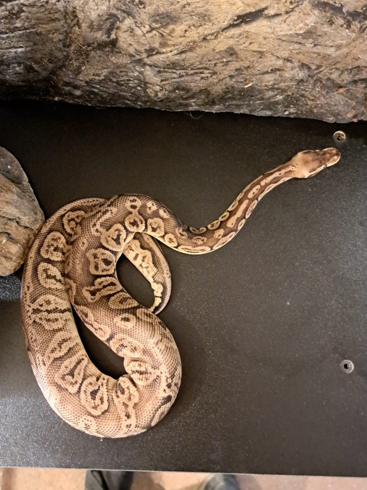 koningspython (regius) pewter yellow belly vrouw Ball Python photo 7