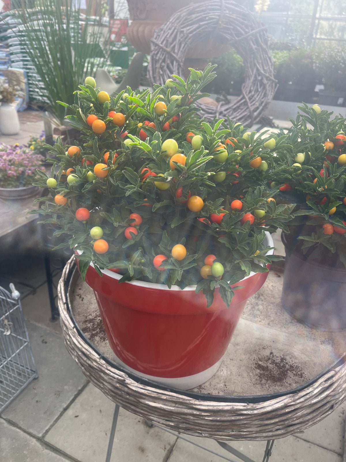 Solanum pseudocapsicum - Oranje sierpeper, Overige soorten, Vaste plant, Ophalen of Verzenden, Bloeit niet