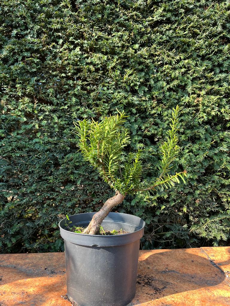 Bonsai taxus, In pot, Bloeit niet, Halfschaduw, Minder dan 100 cm
