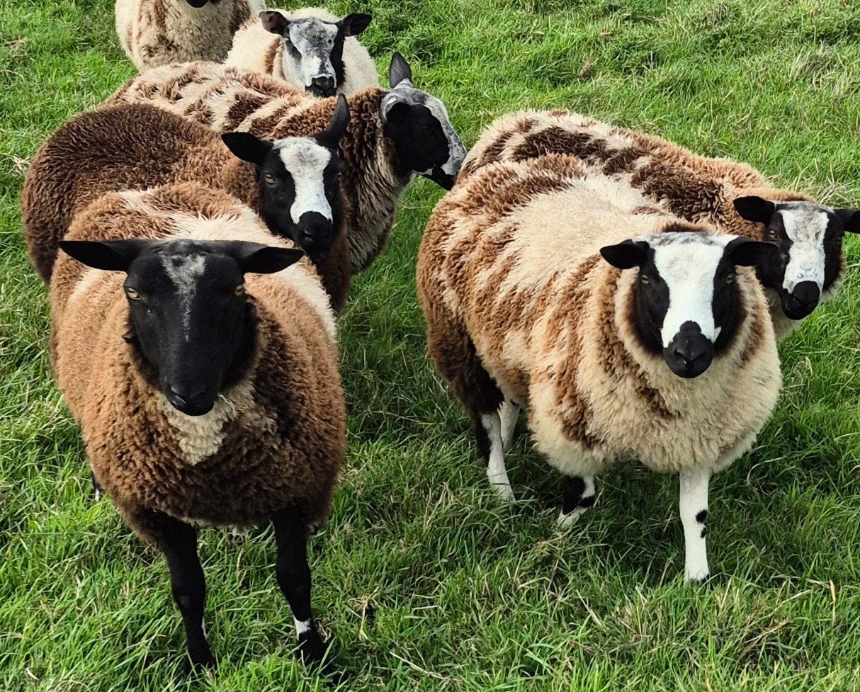 Bonte dekrammen, Mannelijk, Schaap, 0 tot 2 jaar