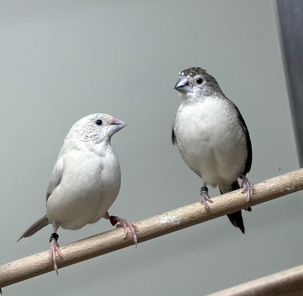 Loodbekken, Dieren en Toebehoren, Vogels | Overige Vogels, Meerdere dieren