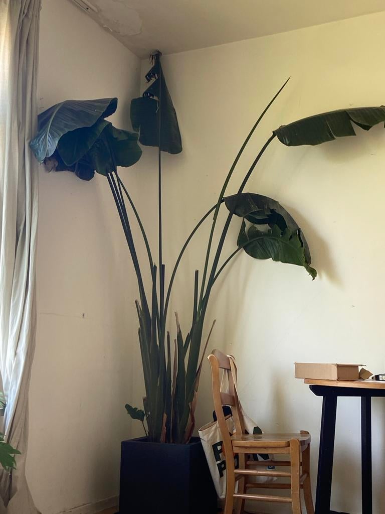Grote Strelitzia Nicolai - Paradijsvogelplant MET POT, 200 cm of meer, Overige soorten, Ophalen of Verzenden, In pot