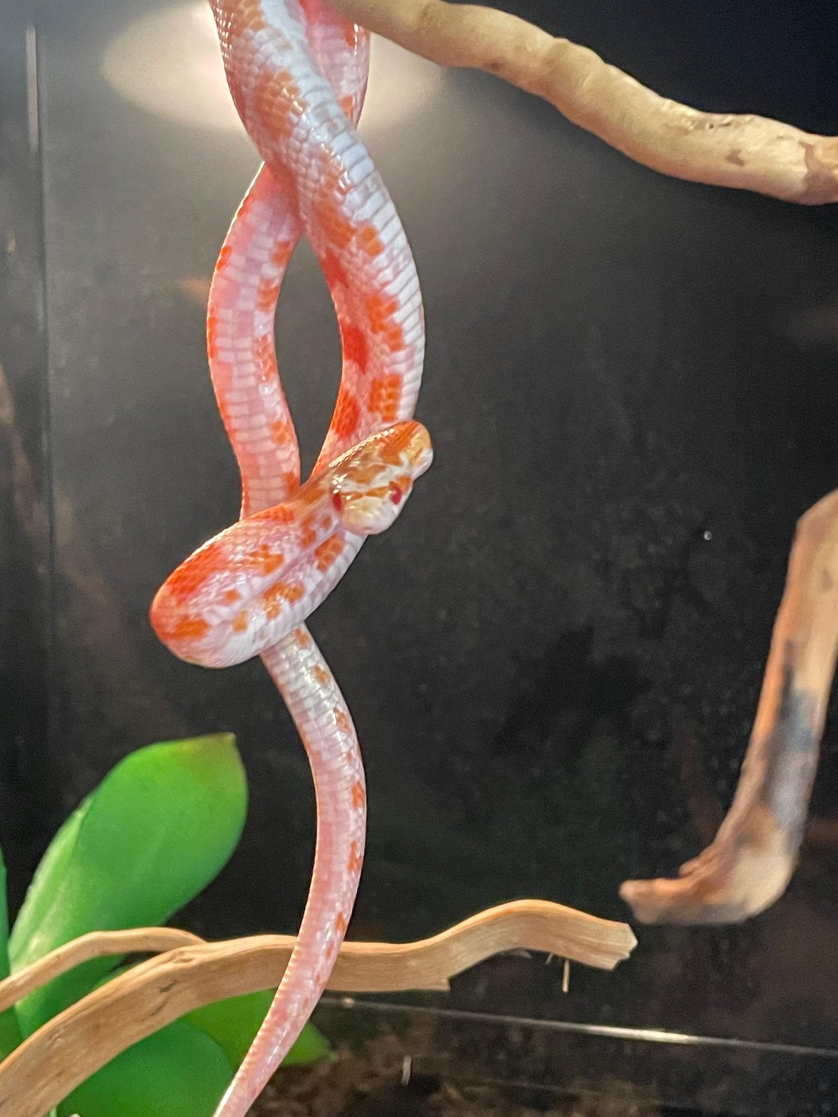 Rattenslangen Rat Snake photo 4