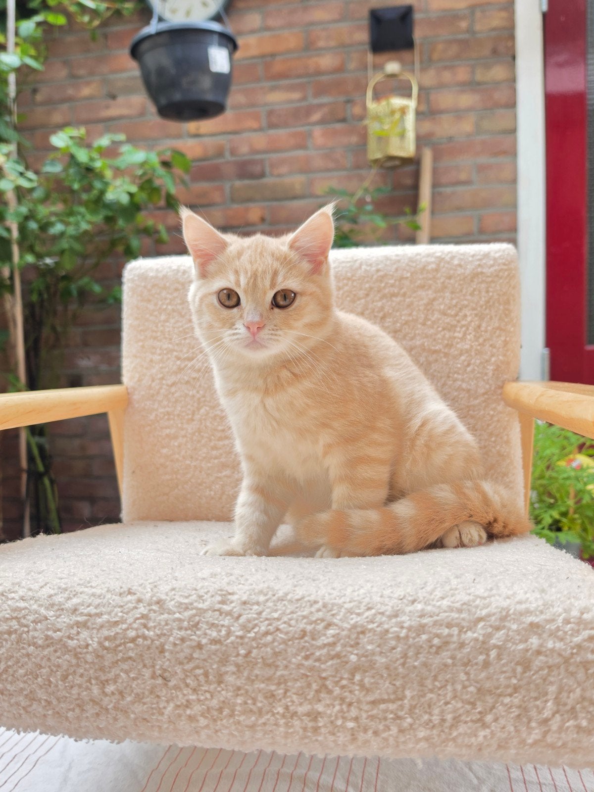 uniek creme/abrikoos kleurig kitten katerje britsekorthaar, Dieren en Toebehoren, Kater, Kortharig, 0 tot 2 jaar