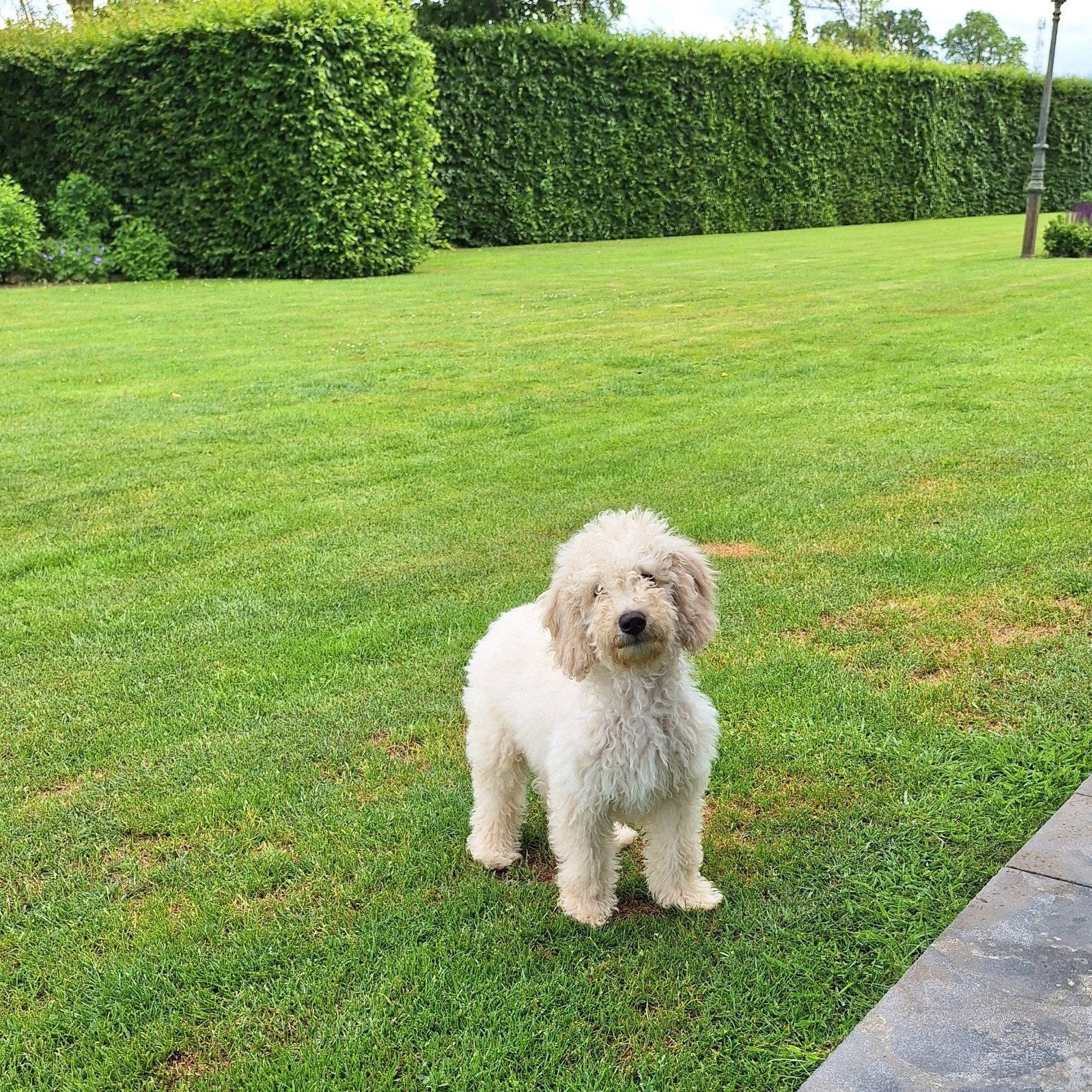 Lieve medium F4 labradoodle pups, Parvo, Overige rassen, 8 tot 15 weken, Meerdere