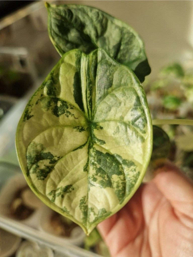 Prachtige Alocasia Silver dragon aurea, Huis en Inrichting, Kamerplanten, Ophalen, Overige soorten, Halfschaduw, Minder dan 100 cm