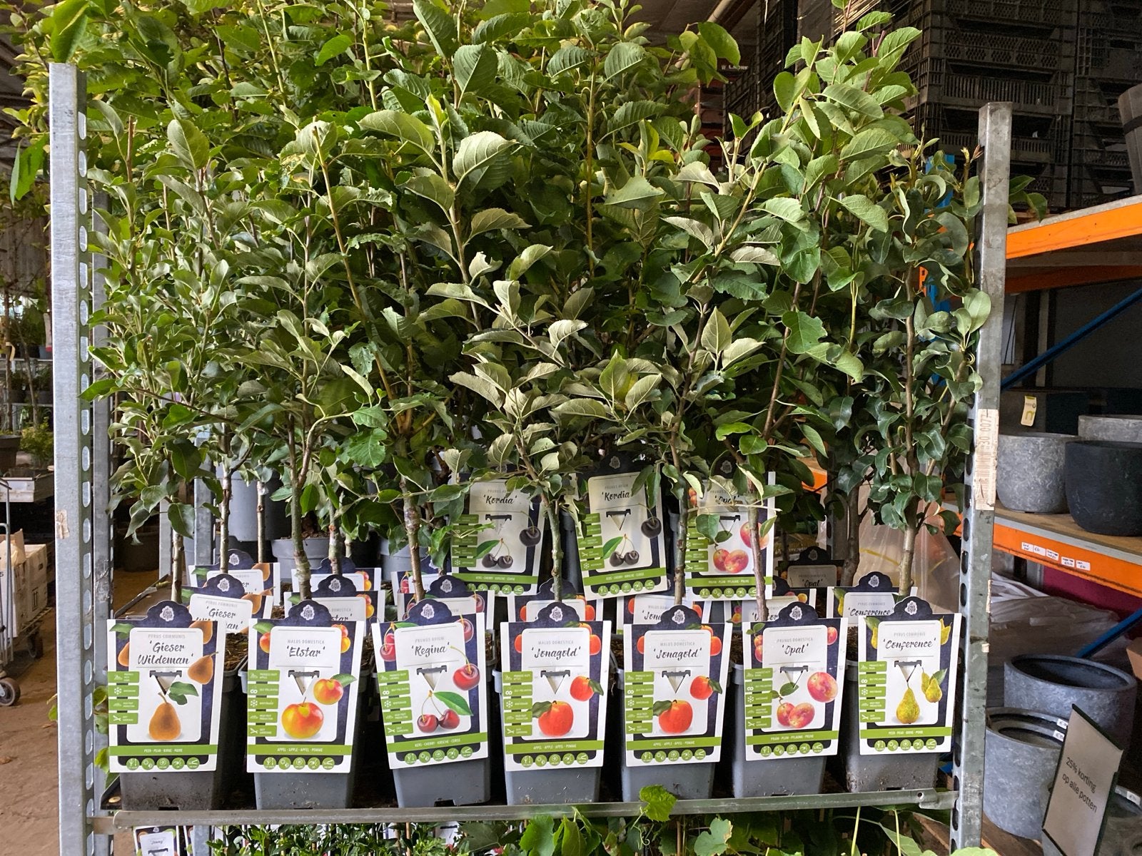 Laagstam fruitbomen: appel, peer, kers, pruim, Tuin en Terras, Planten | Tuinplanten, Ophalen, Volle zon, Vaste plant, Fruitplanten