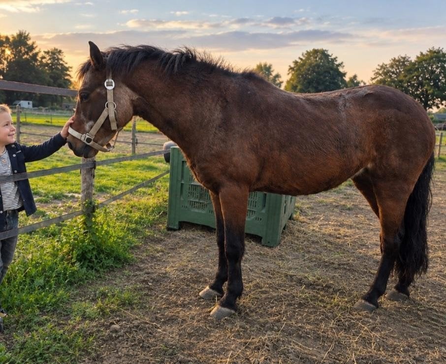 super lieve Dartmoor pony, Dieren en Toebehoren, Merrie, Met stamboom, Zadelmak, B pony (1.17m tot 1.27m)