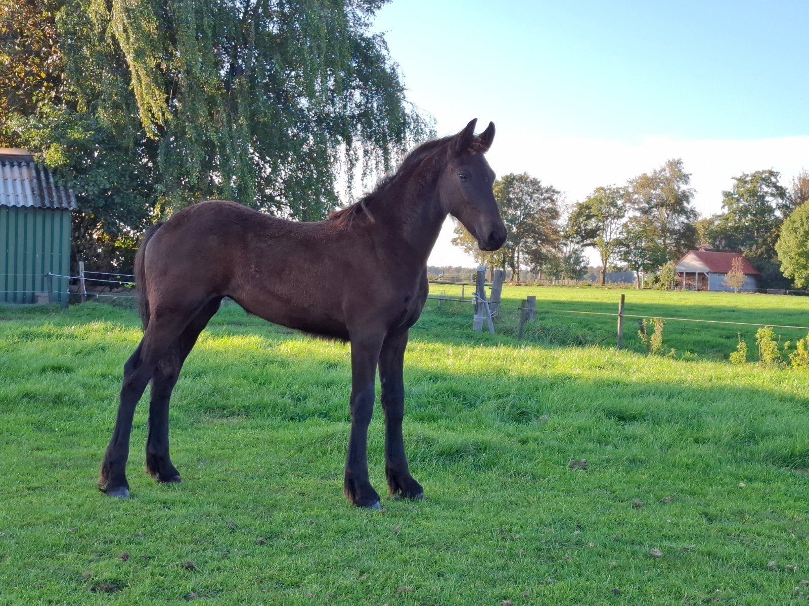 Aangeboden, een mooie friese merrie veulen, Dieren en Toebehoren, Merrie, Minder dan 160 cm, Met stamboom, 0 tot 2 jaar
