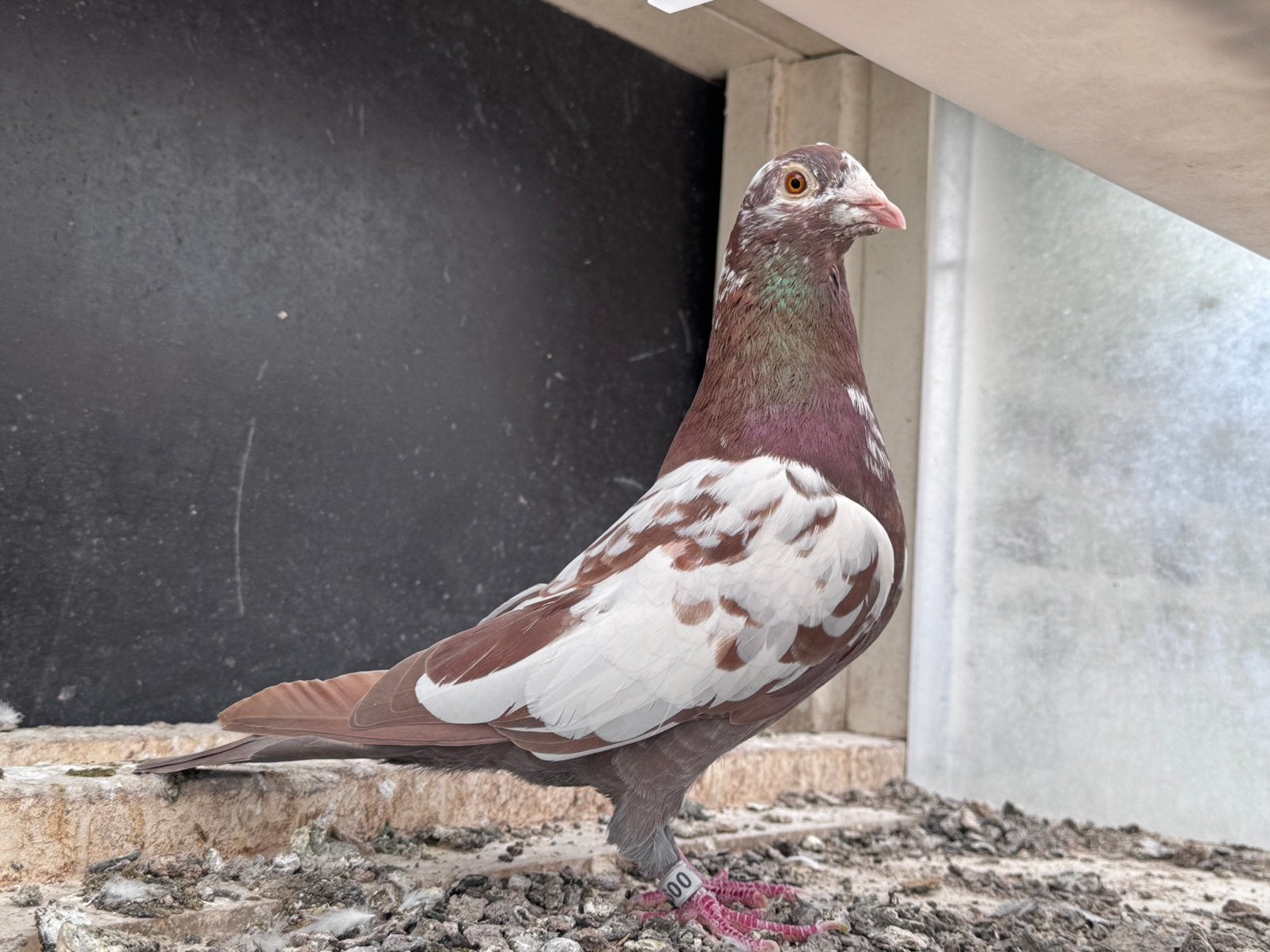Choco Postduif doffer, Dieren en Toebehoren, Vogels | Duiven, Mannelijk, Postduif