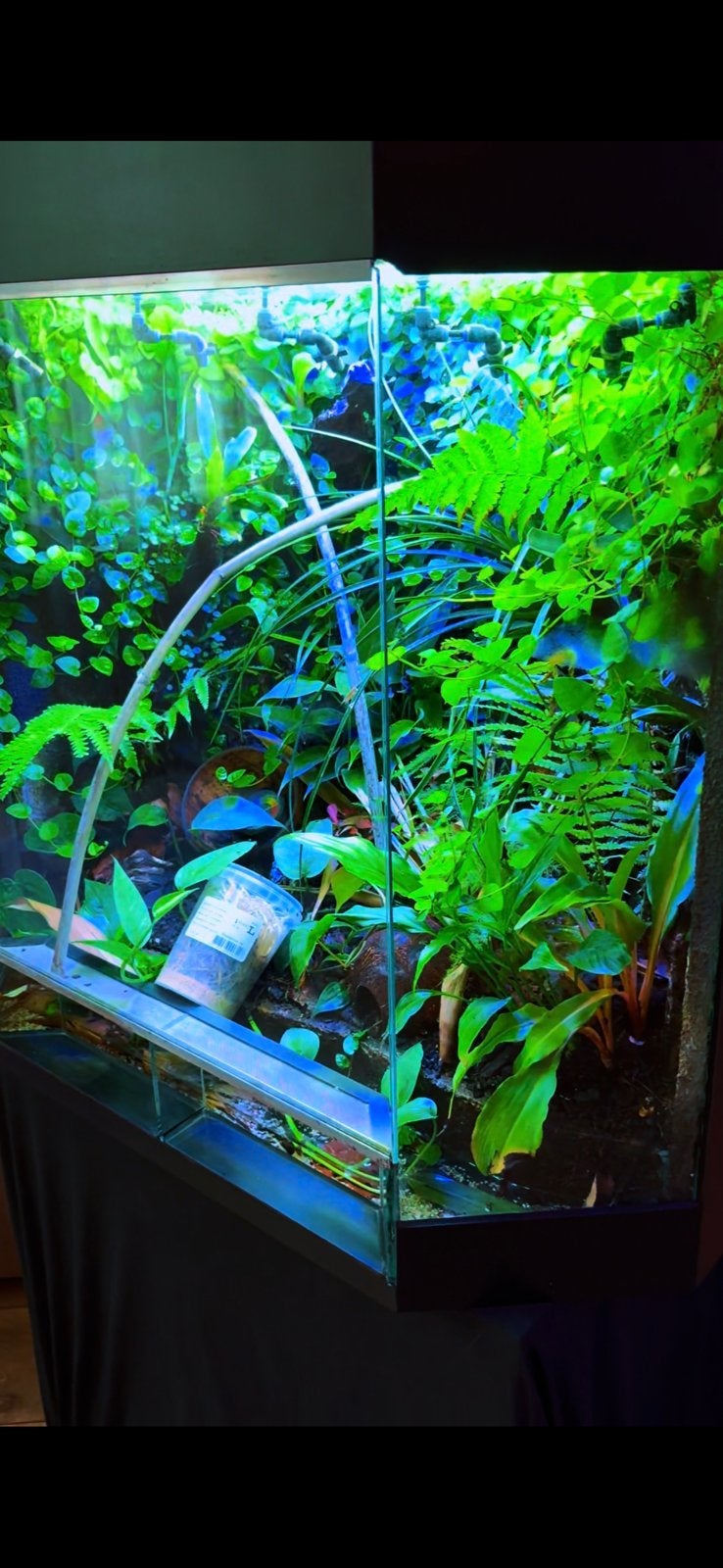 Mooi paludarium (Dutch Rana), Dieren en Toebehoren, Ophalen, Gebruikt, Terrarium of Paludarium