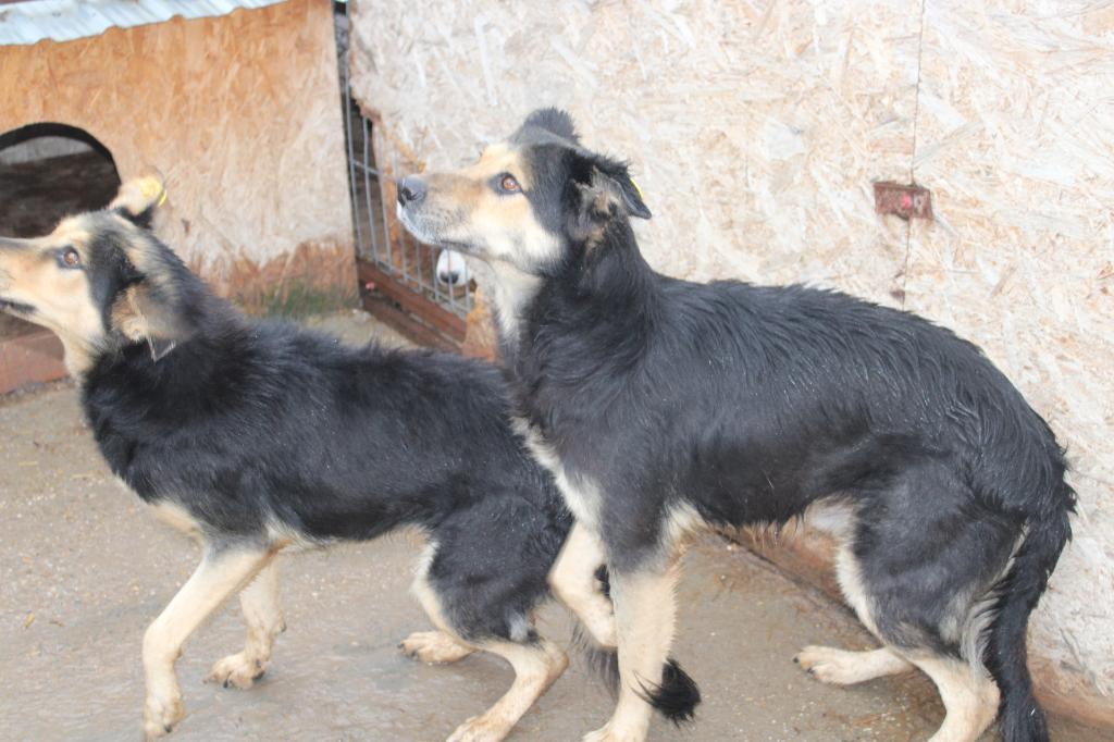 Mooie, stoere Cody ter adoptie!, Dieren en Toebehoren, Particulier, Buitenland, Teef, Eén hond
