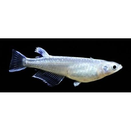 Oryzias latipes Platinum, Vis, Zoetwatervis, Schoolvis