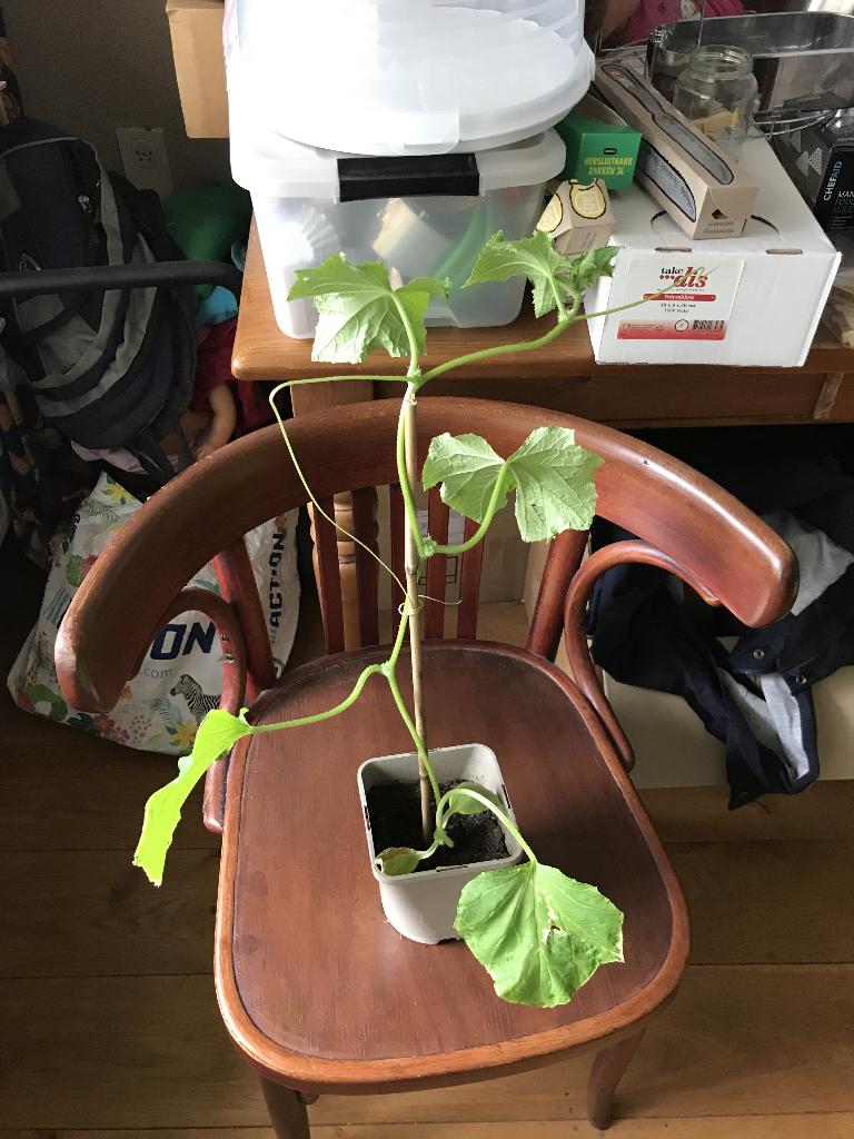 slangen komkomer, Tuin en Terras, Planten | Tuinplanten, Volle zon, Eenjarig, Zomer, Ophalen
