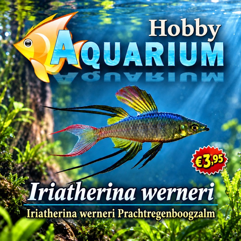 Hobbyaquarium Iriatherina Werneri, Vis, Zoetwatervis, Schoolvis