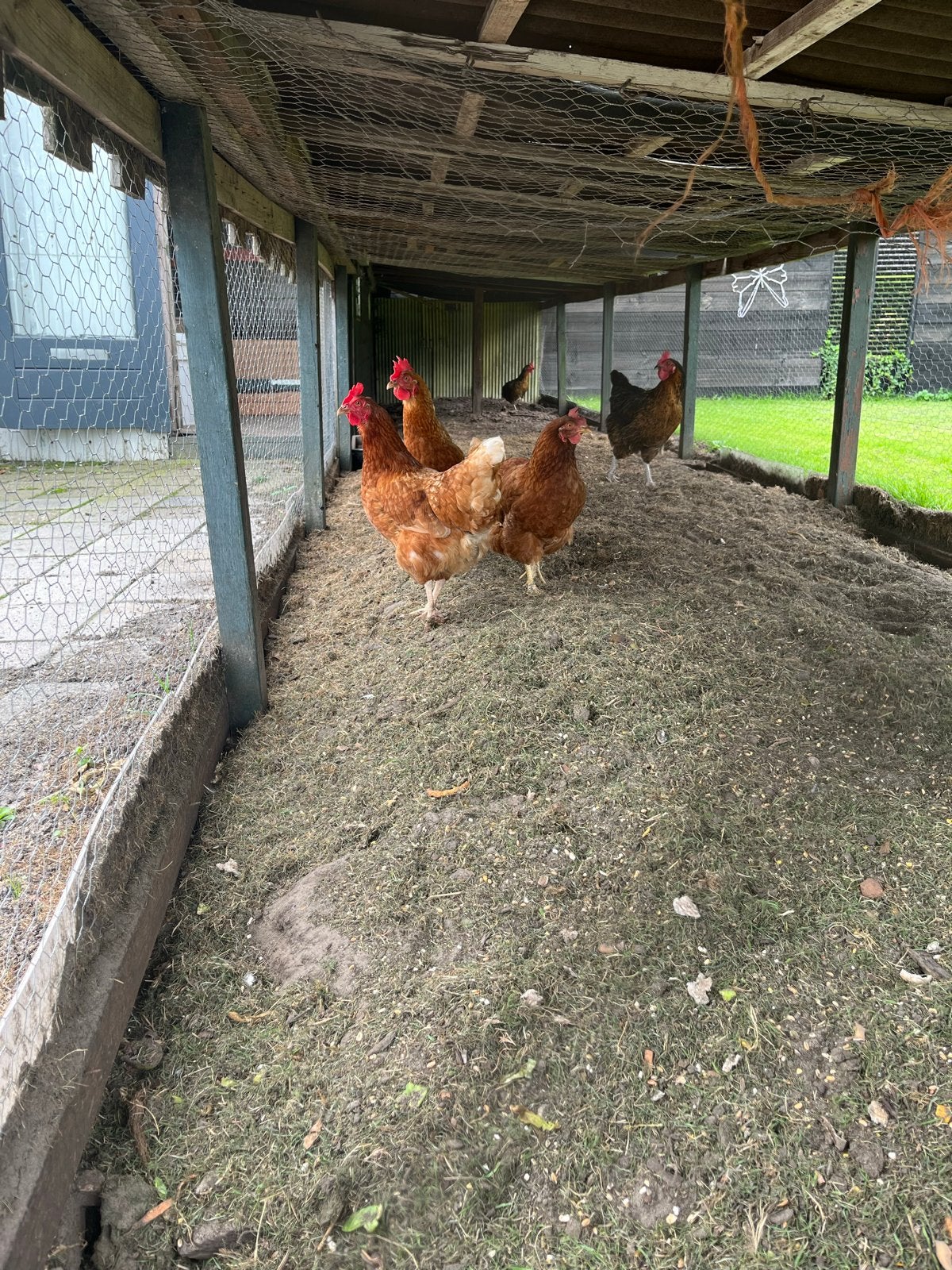5 kippen, Dieren en Toebehoren, Vrouwelijk, Kip