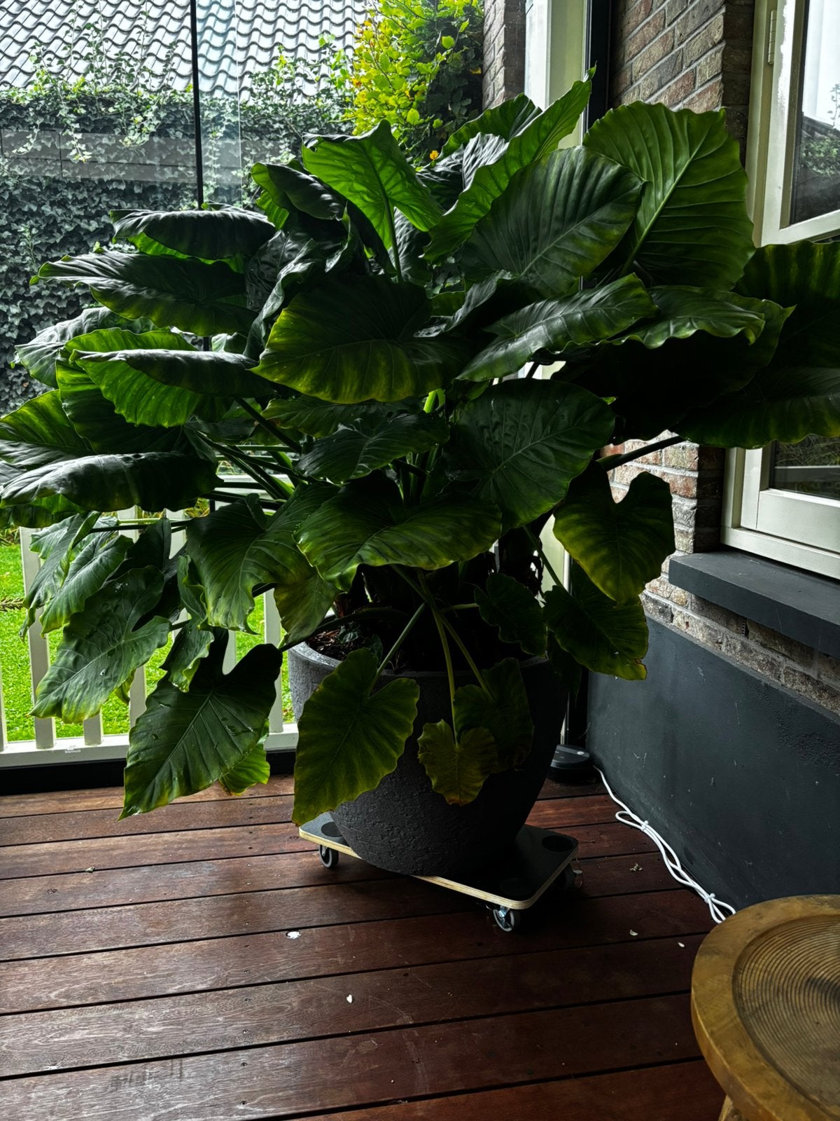 Kamerplant Alocasia inclusief kunststof pot, Huis en Inrichting, Ophalen, Halfschaduw