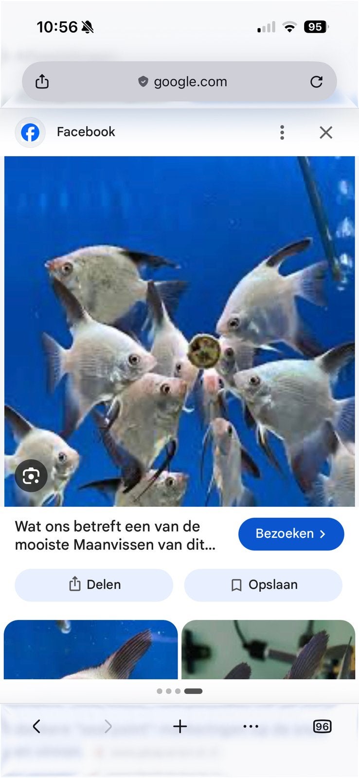 Gezocht, maanvis green sealpoint, Vis