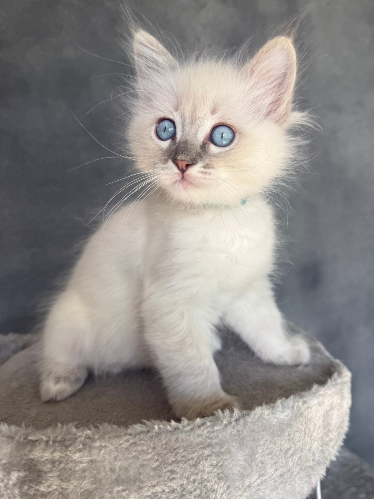 💞Superlieve Ragdoll kittens - met de fles groot gebracht 💞, Dieren en Toebehoren, Meerdere dieren, Gechipt, 0 tot 2 jaar