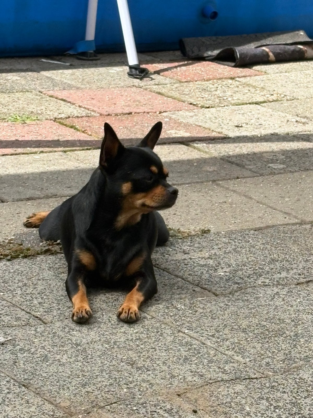 Chihuahua teefje simba, Dieren en Toebehoren, Parvo, Teef, Eén hond, Chihuahua