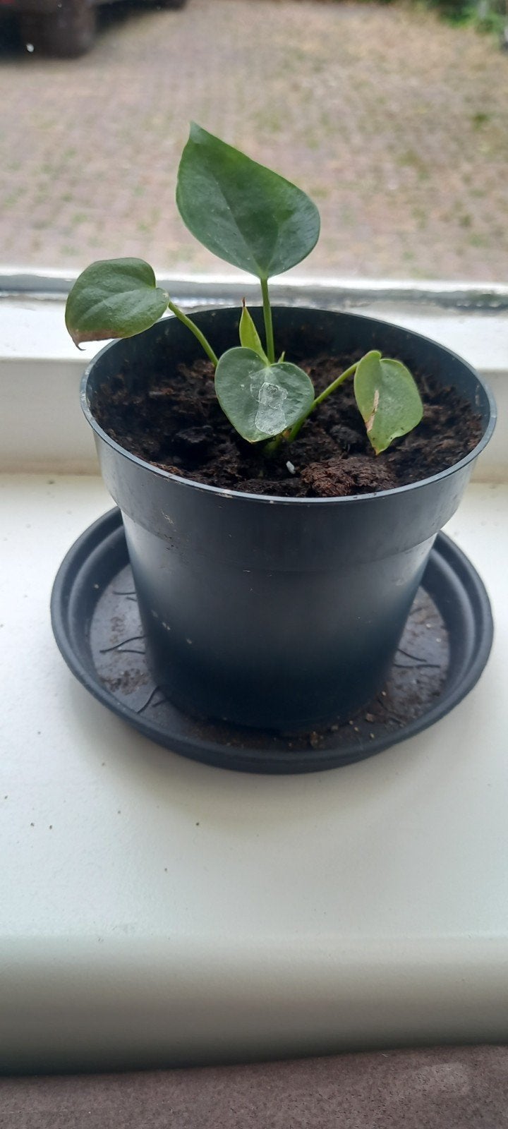 Kleine anthurium, Ophalen, In pot, Halfschaduw, Minder dan 100 cm