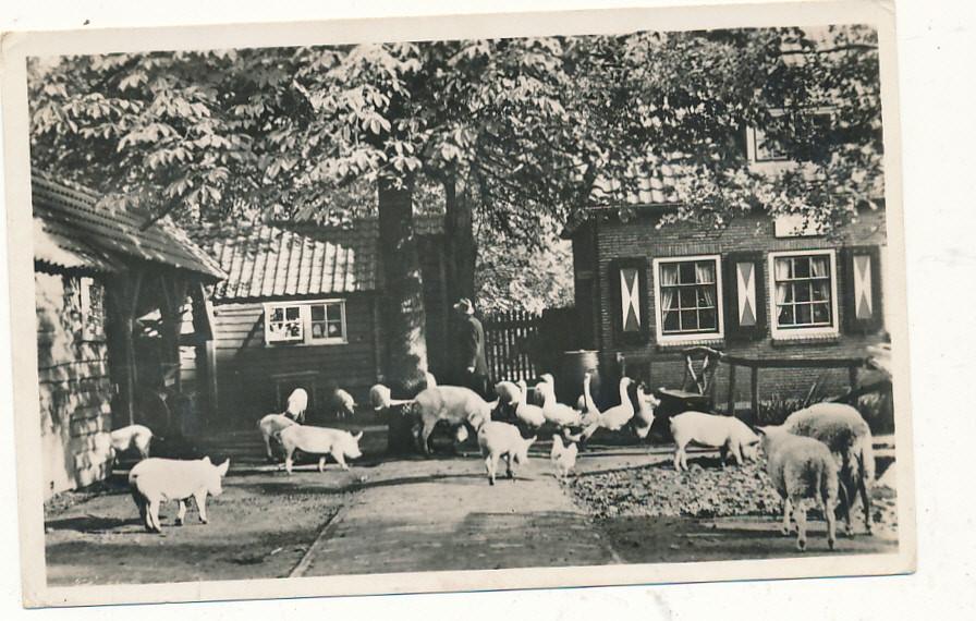 11107 Amsterdam, Kinderboerderij in Artis, Ophalen of Verzenden, 1940 tot 1960, Gelopen, Noord-Holland