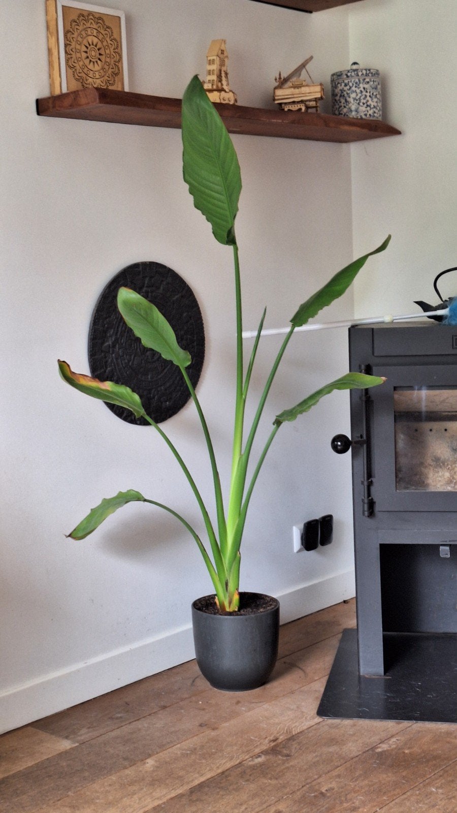 Strelitzia Reginae (Paradijsvogelplant) 120-150 cm, Ophalen, 100 tot 150 cm, Overige soorten, In pot