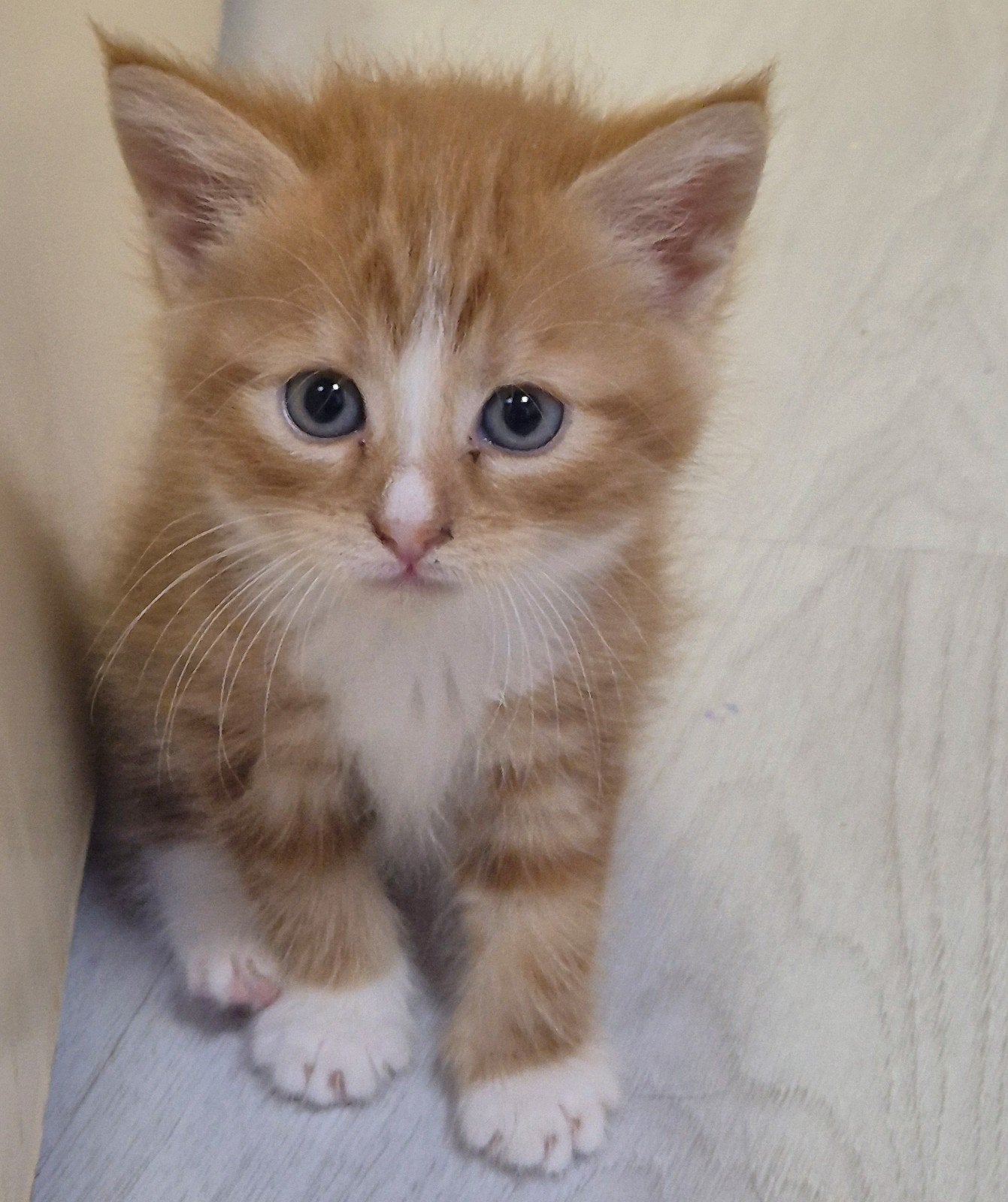 kittens