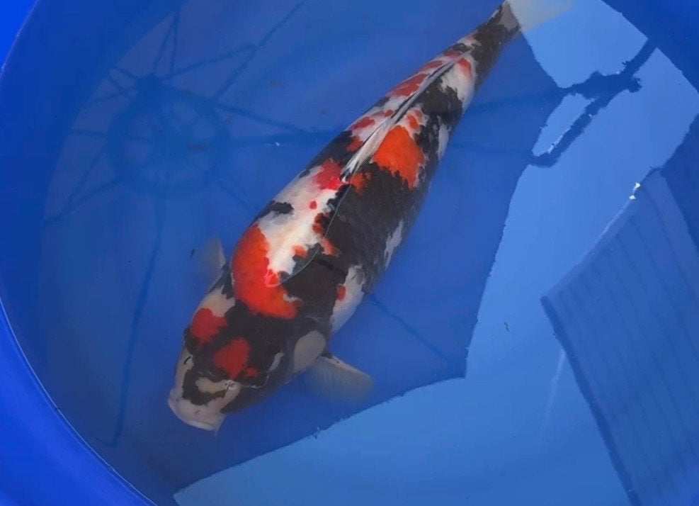 2 prachtige dainichi Nisai showa p/m 60 cm, Karper of Koi